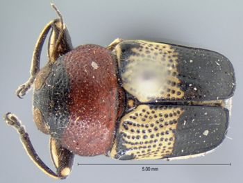 Media type: image; Entomology 35253   Aspect: habitus dorsal view
